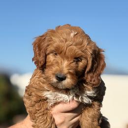 Latte - Apricot male Goldendoodle puppy in Herriman, Utah from Sunnydoodle Utah