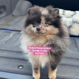 Merle one blue eye 3700 pet only - Blue merle female Pomeranian puppy in Kentucky from Em&M Pomeranians