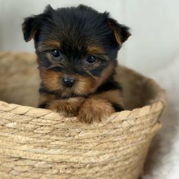 Magnolia - Black and tan female Yorkshire Terrier puppy in Liberty, Texas from Tiny Yorkshire pups