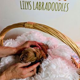 Garnet - Caramel cream female Australian Labradoodle puppy in Rancho Cucamonga, California from LILY'S Labradoodles