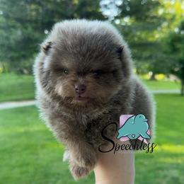 Alfredo- 4800.00 dollars - Lavender male Pomeranian puppy in Perry County, Ohio from Speechless Pom’s