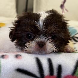 Clarabelle - Liver and white female Shih Tzu puppy in Riverside, California from It’s a Shih Tzu world