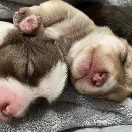 Miniature Schnauzers from Schnauzie Farms