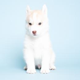 Calvera - Red and white male Siberian Husky puppy in Meadow Vista, California from Thistle Hill Siberians