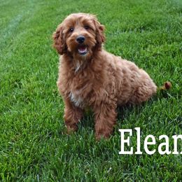 Goldendoodle Puppies from Hilltop Pups By Abby,LLC