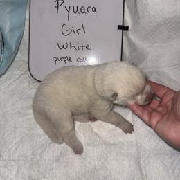 Pyuara - White female Japanese Akitainu puppy in Hubert, North Carolina from Miyo Ken