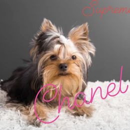 Chanel - Yorkshire Terrier