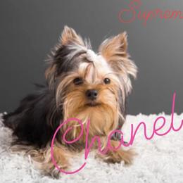 Chanel - Yorkshire Terrier