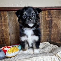 Tinsel - Black tri female Toy Australian Shepherd puppy in Tonasket, Washington from V5 Aussies