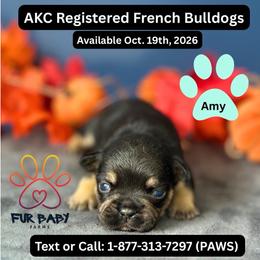 Amy - Tricolors female French Bulldog puppy in Michigan from Fur Baby Farms