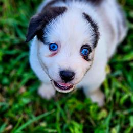 Stars - Blue merle male Australian Shepherd puppy in Silex, Missouri from Small Town Australian Shepherds