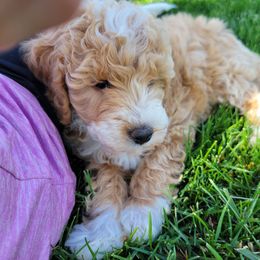 Zhara - Brown and white Aussiedoodle puppy in Blackfoot, Idaho from Lucky Pup Meadows