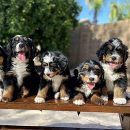 Aussiedoodle and Bernedoodle Puppies from Arizona Bernedoodles