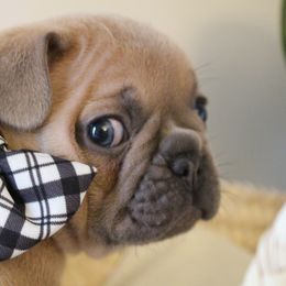 French Bulldog Puppies from 5th Avenue French Bulldogs