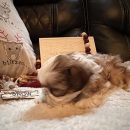 Shih Tzu Puppies from Wood Foo Breeders