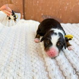 Cici - Tri-color female Bernedoodle puppy in Wamego, Kansas from Doodles of Oz