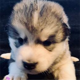 Baguette - Gray and white female Alaskan Malamute puppy in Palmyra, Michigan from Illusion Kennel