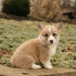 Caramel - Red female Pembroke Welsh Corgi puppy in Narvon, Pennsylvania from Corgi Companions (license number 18998)