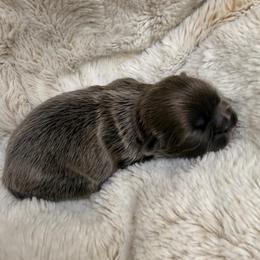 Silver blue girl - Blue female Shih Tzu puppy in Citrus Heights, California from The Lion dog Shih Tzu