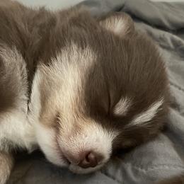 Wallen - Chocolate male Pomsky puppy in Cottrellville, Michigan from Jeanne’s Half Pint Pups