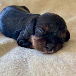 August - Black and tan male Cavalier King Charles Spaniel puppy in Mount Dora, Fl, Florida from Breezy Palms Cavaliers