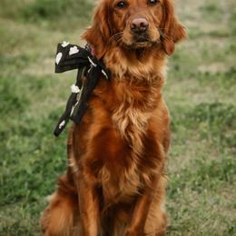 Elektra - Golden Retriever