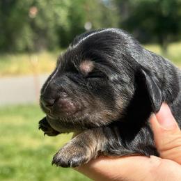 AKC Black and cream longhair - Black and cream male Dachshund puppy in Anderson, California from Golden Paws Dachshunds