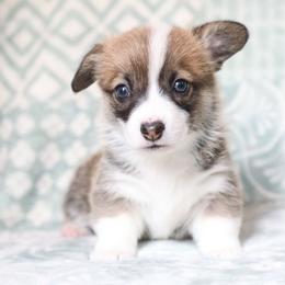 Briar - Red male Pembroke Welsh Corgi puppy in Plains, Montana from Diamond Corgis