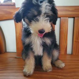 Pomeranian and Sheepadoodle Puppies from Fluffy Wonders Poms and Doodles