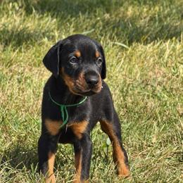 Green boy - Black and rust male Doberman Pinscher puppy in Peru, Indiana from De luxe dobermans