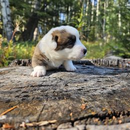 Goofy - Brindle and white male Cardigan Welsh Corgi puppy in Rigby, Idaho from Star N Cardigan Corgis