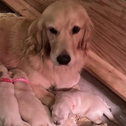 Golden Retrievers from Goldilocks Golden Retrievers