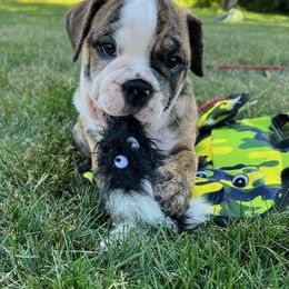 Bulldog Puppies from Tonya Clouser