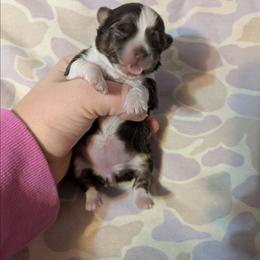 Noel - Black and white female Chihuahua puppy in Amity, Pennsylvania from Baxters Chihuahuas