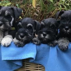 Miniature Schnauzers from Gail Holzman's Miniature Schnauzers