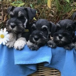 Miniature Schnauzers from Gail Holzman's Miniature Schnauzers