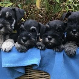 Miniature Schnauzers from Gail Holzman's Miniature Schnauzers