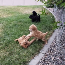 Poodle Puppies from Sheila Knutson