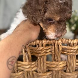 Aussiedoodle, Bernedoodle, Goldendoodle, and Poodle Puppies from Vallevistadoodles