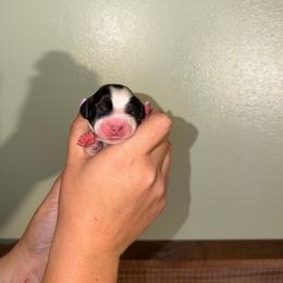 Pearl - Black white and tan female English Springer Spaniel puppy in Williston, Florida from Parks Paradise Springers