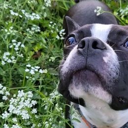 Boston Terriers from Charlie Chaplin Jr. Boston Terriers