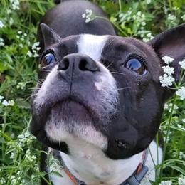 Boston Terriers from Charlie Chaplin Jr. Boston Terriers
