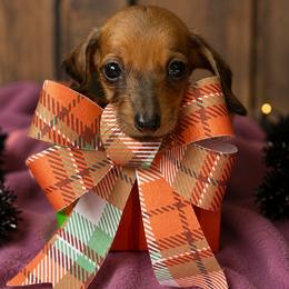 Macy - Red female Dachshund puppy in London, Kentucky from Kentucky Bluegrass Wirehair Dachshunds