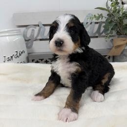 Sugar Cookie - Tri-color male Bernedoodle puppy in Hegins, Pennsylvania from Bubbling Springs Doodles, LLC