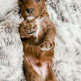 Hunt - Red  male Poodle puppy in Flint, Michigan from Anytime Doodles