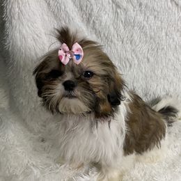 Shih Tzu All Grown Up from Be Dazzled Shihtzu