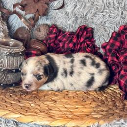 Ron - Blue merle male Toy Australian Shepherd puppy in California from Eagle River Aussies
