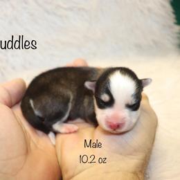 Boy 1 - Black and white male Pomsky puppy in Denham Springs, Louisiana from Bayouland Pomskies