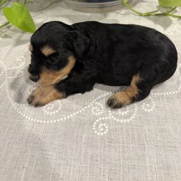Miniature Schnauzer Puppies from Walker Miniature Schnauzers