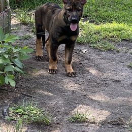 German Shepherd Puppies from Vom Holzhaus German Shepherds